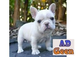 used French Bulldog Pup Sale In Best Price Pure White for sale 